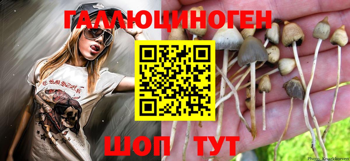Псилоцибиновые грибы GOLDEN TEACHER Дедовск